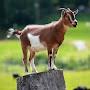 @goat.2069