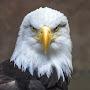 @eaglized1045