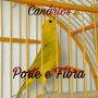 @canariosporteefibra2293