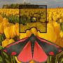 @tulipmoth8497