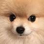 @Floofergor