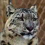 @ArdenTheSnep