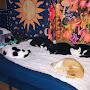 @catsanctuaryradio