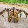 @I_Coconut_Crab