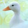 @chillingducky