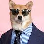 @Sophisticateddog-z1p