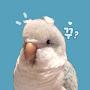 @sarang_gguggu