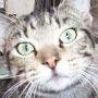@APetRescue-wc1iw