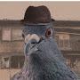 @a.pigeon