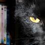 @EvilBlackCat