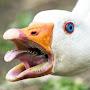 @painted_duckyverybadly4898