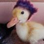 @Duckullah