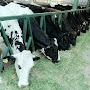 @dairyfarmmanagement122