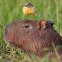 @StonedCapybara-420