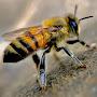 @LaFontaineHoneyBees