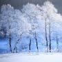 @言葉-kotonoha