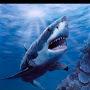 @SharkyyHamilton