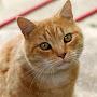 @Catlover2025-animals