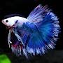 @aquariumsboss925