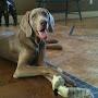@WeimaranersAreTheBest