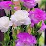 @renijs2134