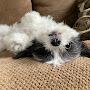 @MickeyTheFloof