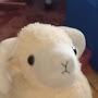 @TheSheepChannelOfficial