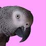 @cosmothefunnyparrot
