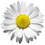 @DaisyA-04