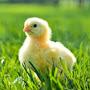 @Chickensaus