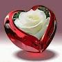 @اليشابانوار-ف9ب