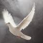 @hawremuhamad9012