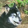 @MyWolfpack