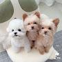 @노랑이-d9v
