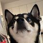 @akz8-19