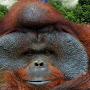 @TheOrangutang