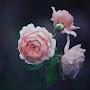 @sabahabdullah356