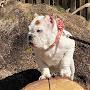 @mdmicromusclebulliez2841