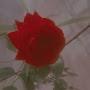 @mohammedusman2686