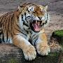 @alexjovanovic3458