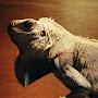 @lizard-man2144