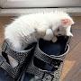 @ЖизньсКотами-ч4п