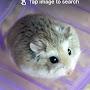 @Hamstergirl_cute