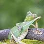 @frog-h5u