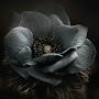 @Shubhangi19198