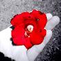 @applepie1227_s