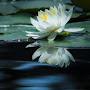 @sun396moon7