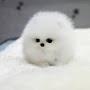 @Hotdug