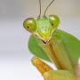 @StodgyMantis