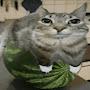@Catlobwatermelon6969